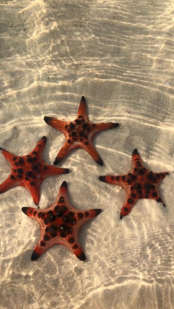 Красавицы морские 