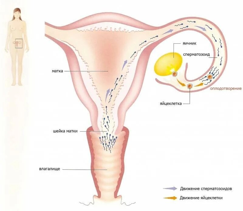 Процесс оплодотворения яйцеклетки у женщин: как происходит зачатие ребенка