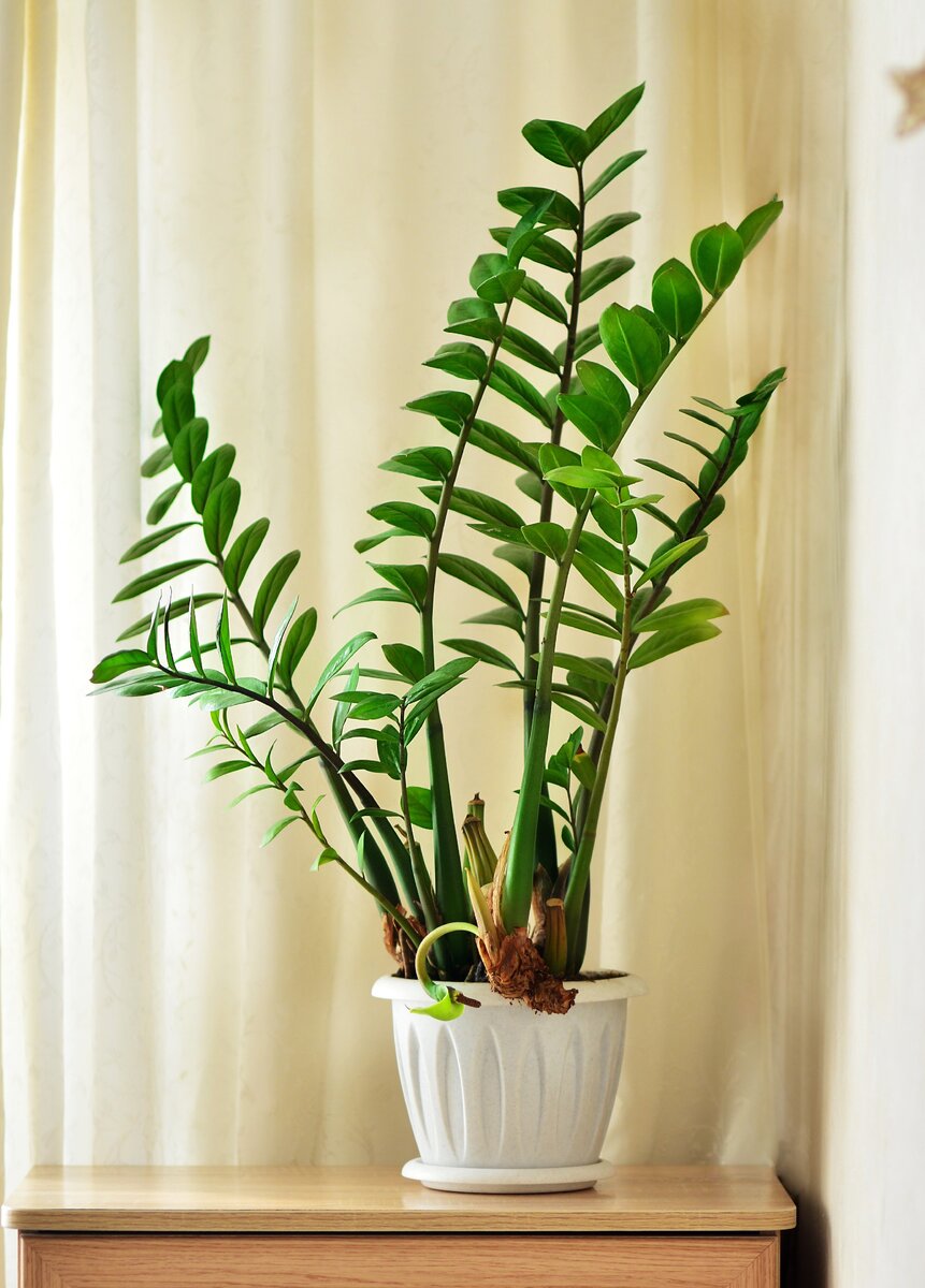 Наш многострадальный замиокулькас