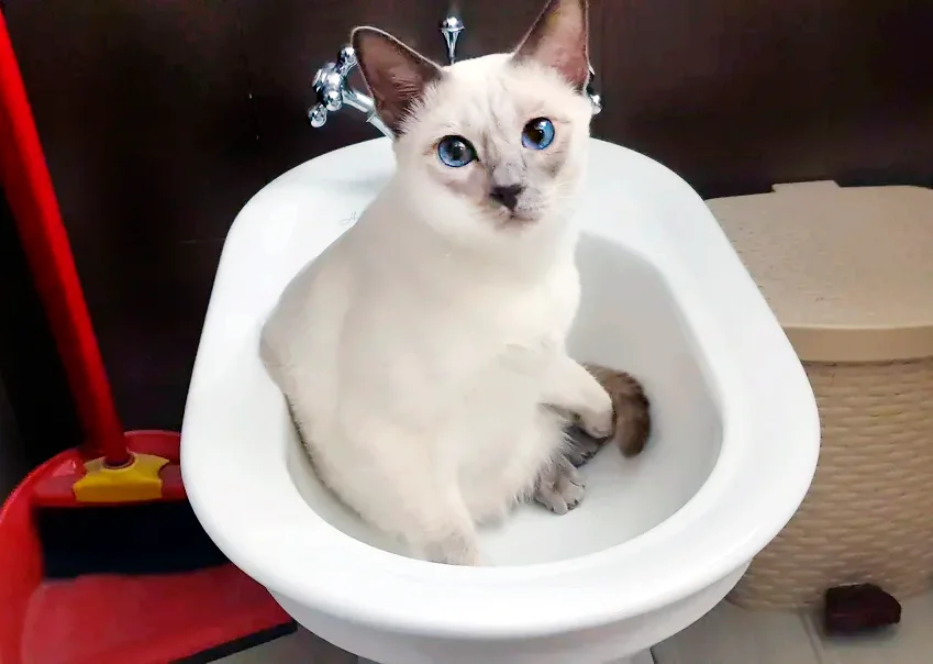 Котоблог телеграмм. Котоблог. котоблоки.