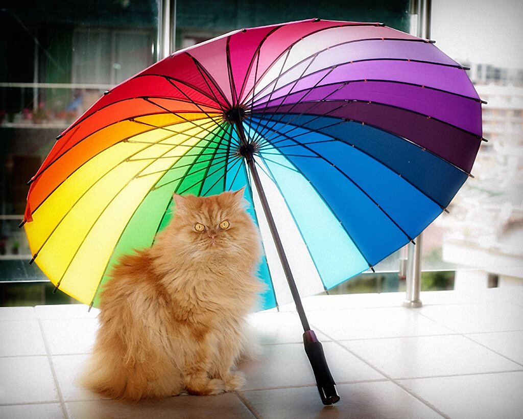 Рыжий котик под зонтиком