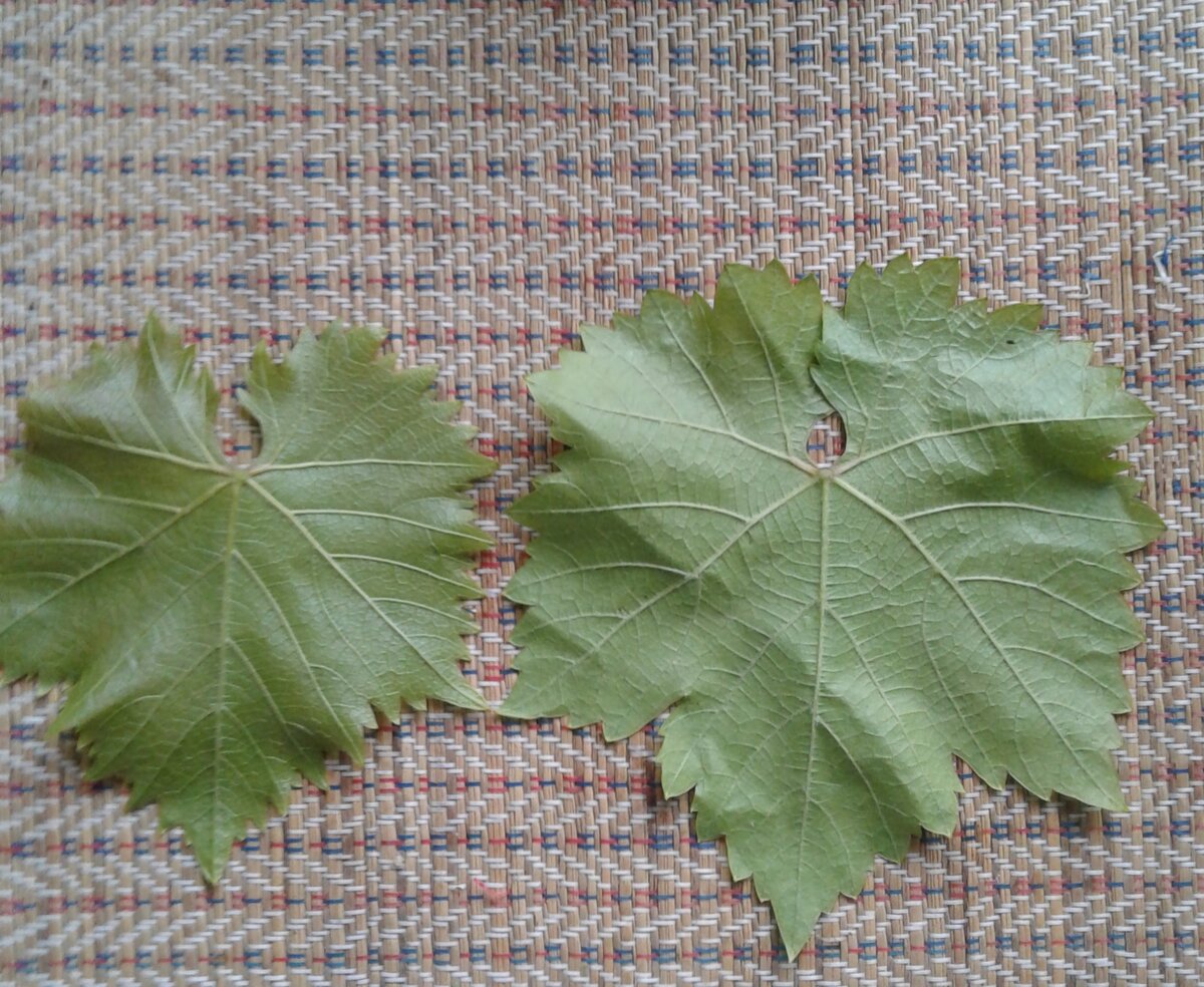 Справа листья тёмной Молдовы, слева белого винограда Лора с обратной стороны