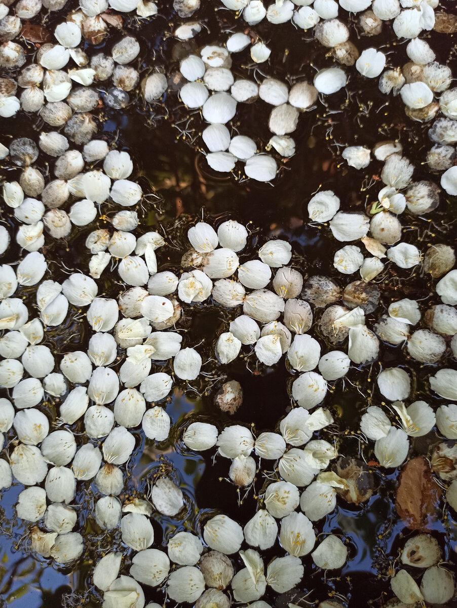 Лепестки жасмина в воде. Прямо как наш ум, засоренный цифровым мусором
