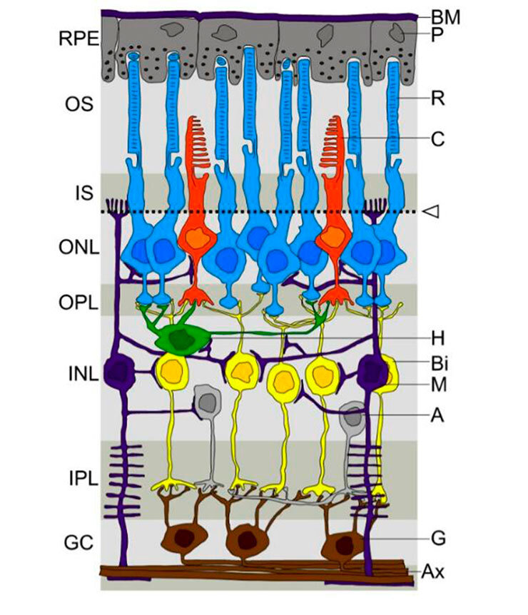 Слои сетчатки глаза: RPE – пигментный эпителий сетчатки; R – палочки; C – колбочки; GC – ганглионарный слой; Bi – биполярные клетки; A – амакриновые клетки; G – ганглионарные клетки.  © Peter Hartmann, ed. by Marc Gabriel Schmid