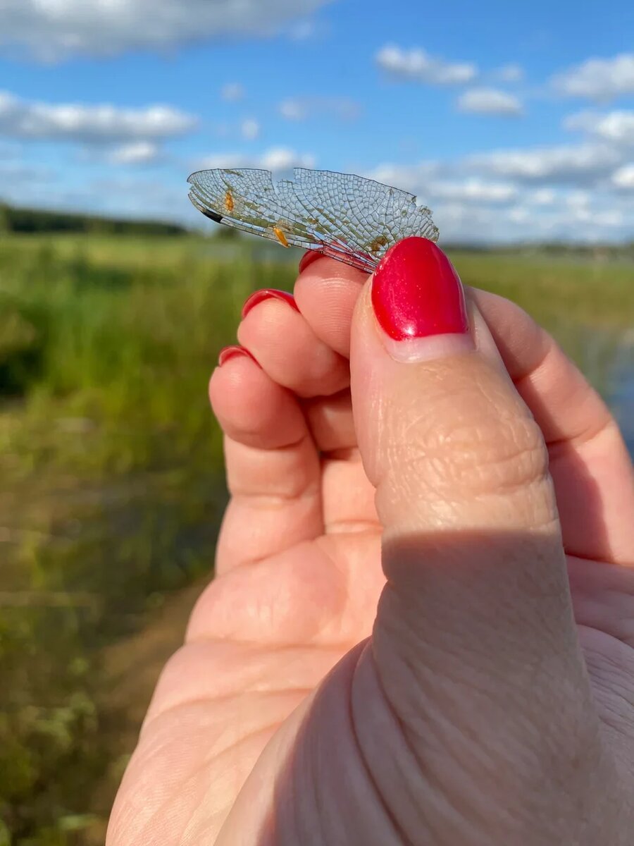 Какая-то стрекоза оставила