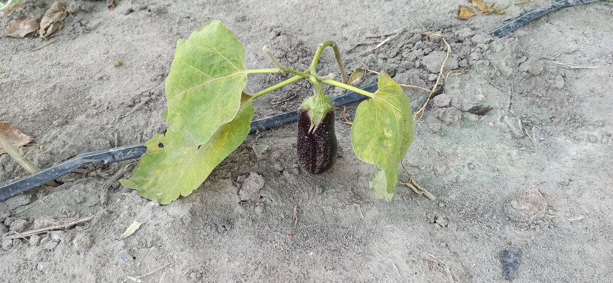 Оставил на жареху, прям высадили уже с ним на грядку