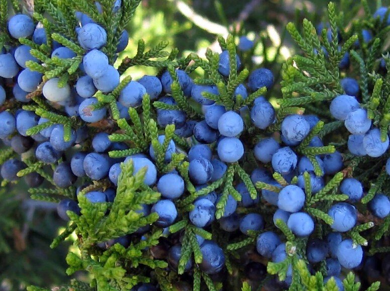 В чем польза можжевельника?