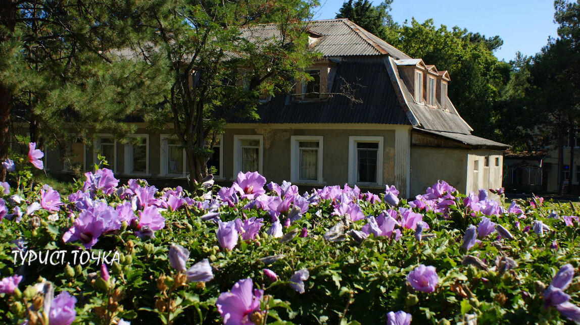 Сиреневый гибискус территории военного дома отдыха «Бетта». Листайте галерею ➡➡➡ 