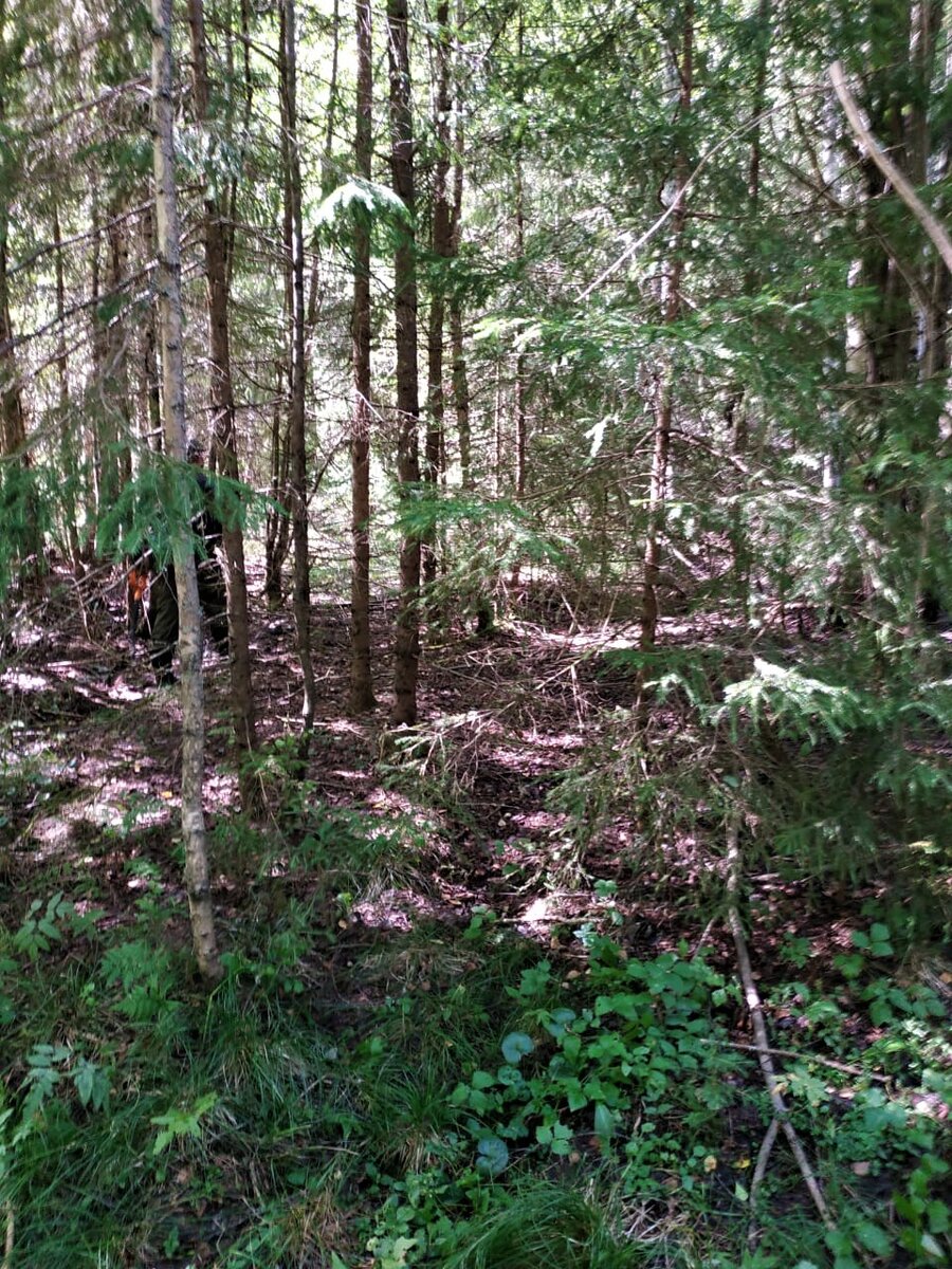 Лес из ёлей и берёз.