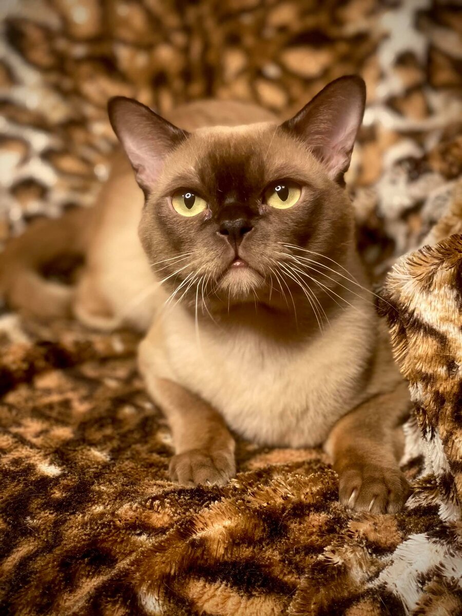 Jasper Burmese Cats - бурманский кот шоколадного окраса - Abri-Kot (Максим) - возраст 1,5 лет