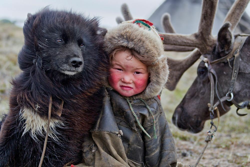 Ненецкая лайка. Оленья упряжка эвенки. Ненецкая оленегонная лайка. Северные собаки ямал. Ненецкая лайка оленегонка.