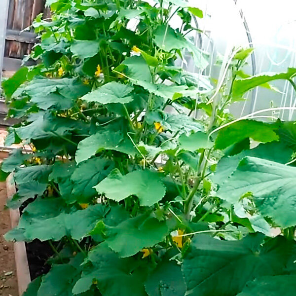 ОГУРЕЦ КУРАЖ F1