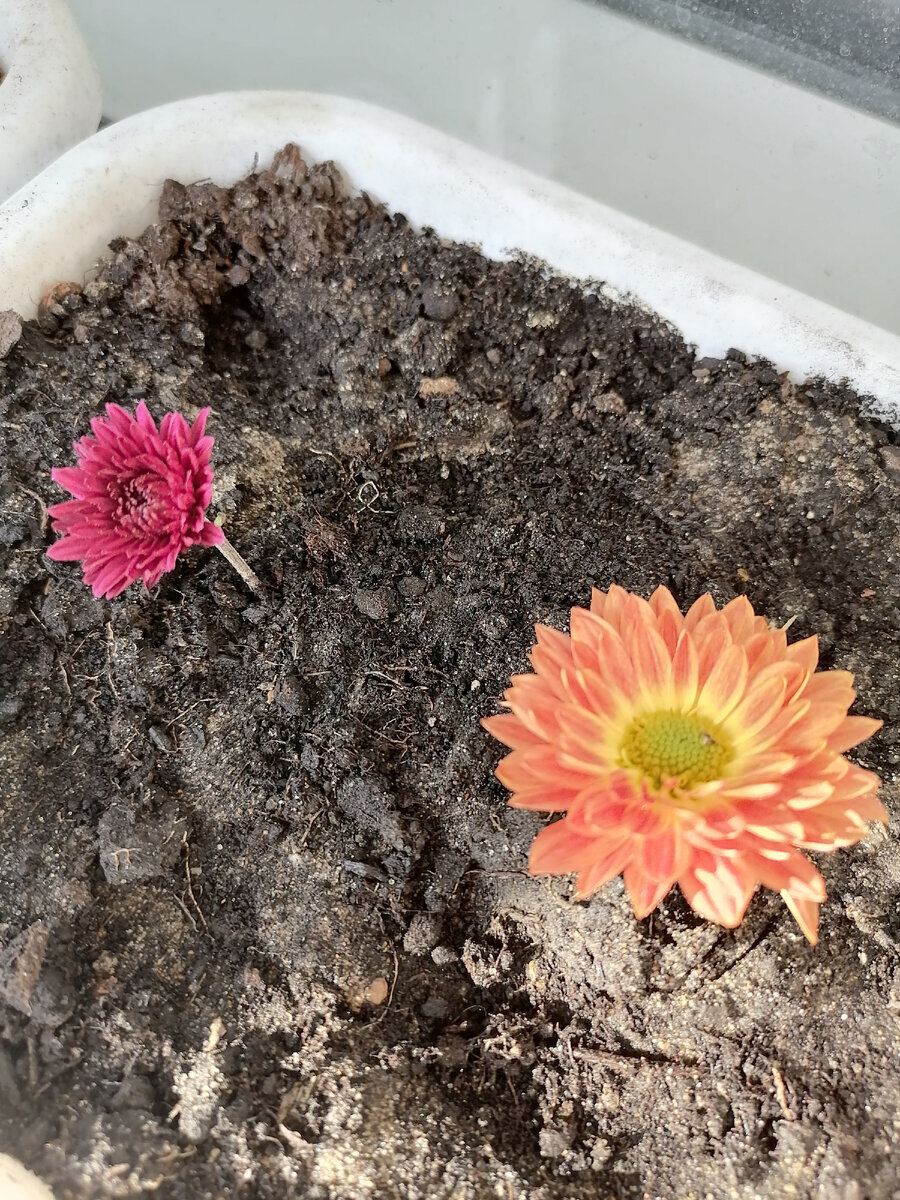 Черенкование хризантем в октябре. Фото автора