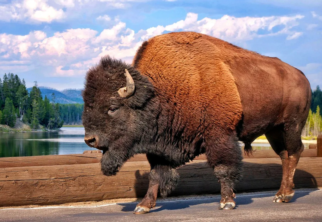 Зубр красный. Беловежская пуща бизоны. ЗУБР Bison bonasus. Yellowstone National Park ЗУБР. ЗУБР (Европейский Бизон).