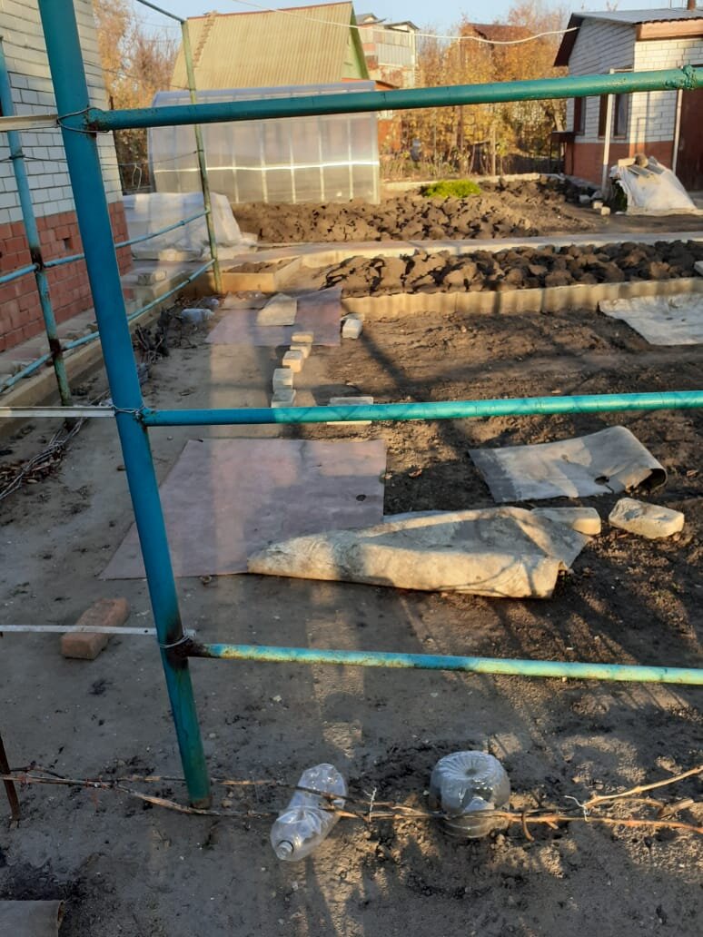 это виноград, его уже пригнули и пришпилили.