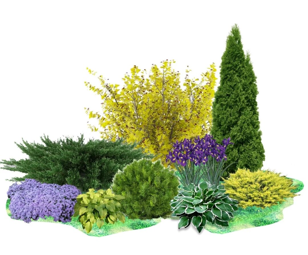 Многолетники схемы посадки