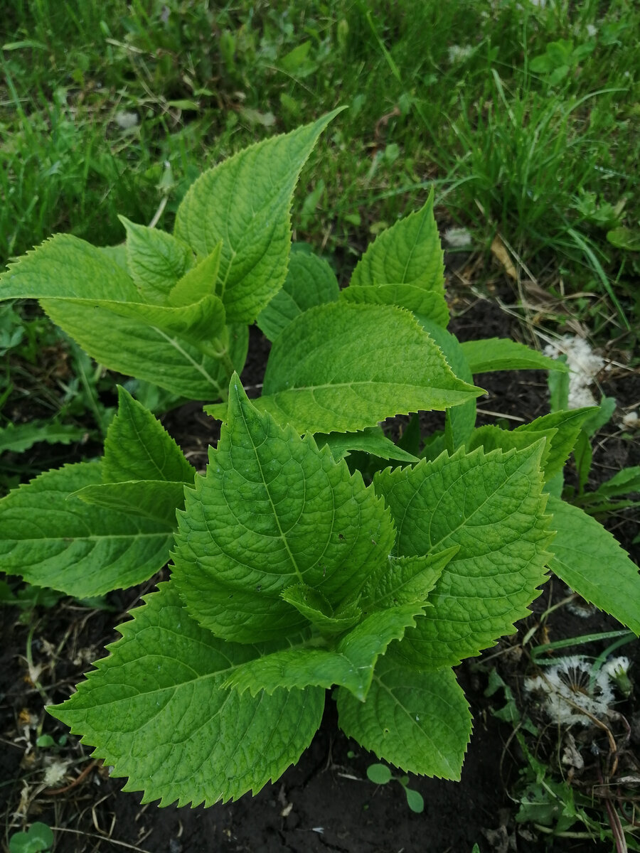 Гортензия крупнолистная.                     =   ЛИСТАТЬ   =