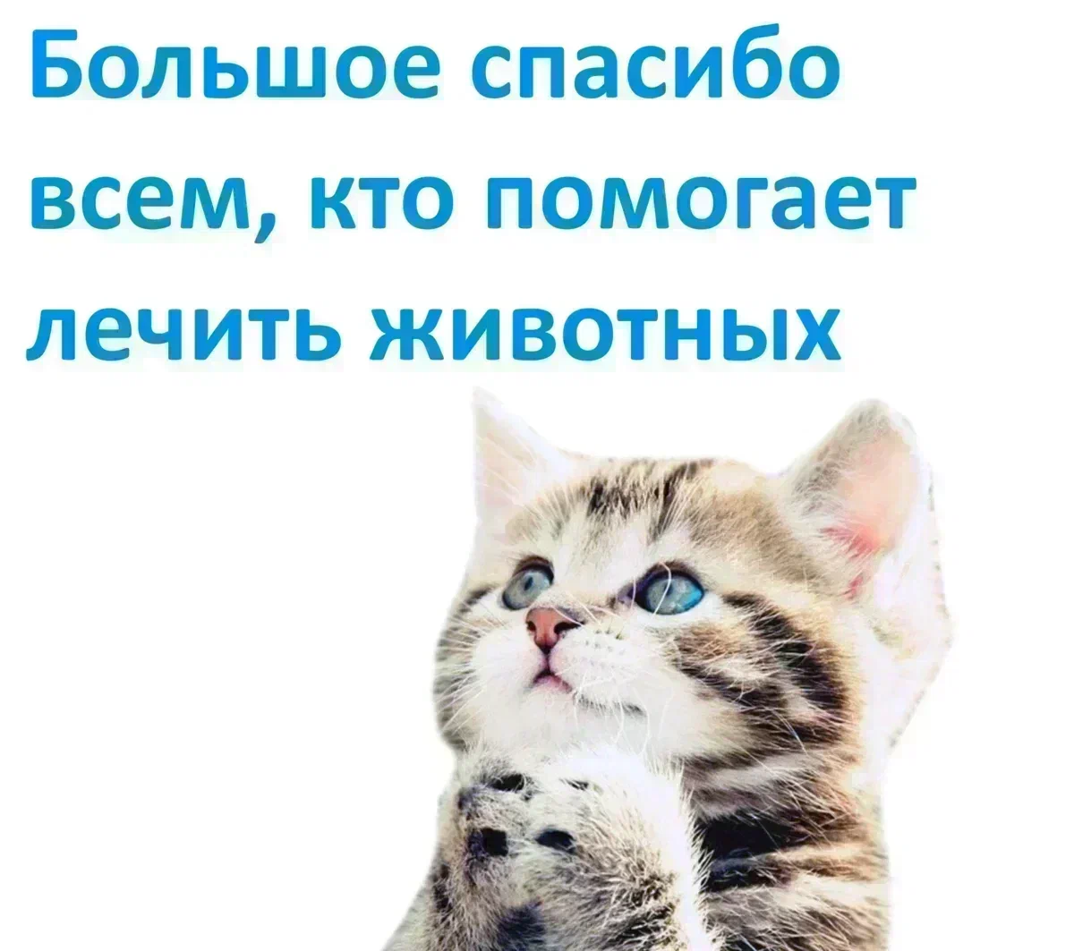 Было-стало. Брошенная дачниками белая кошка | Animalrescueed | Дзен