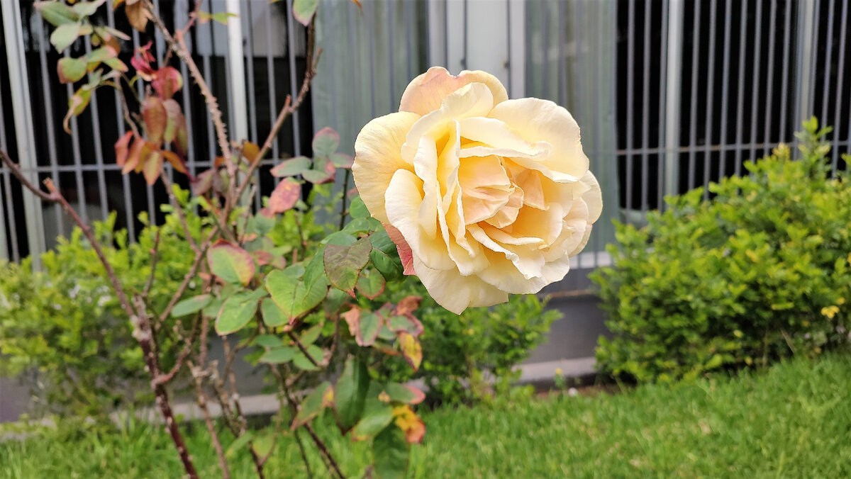 Розы на улице