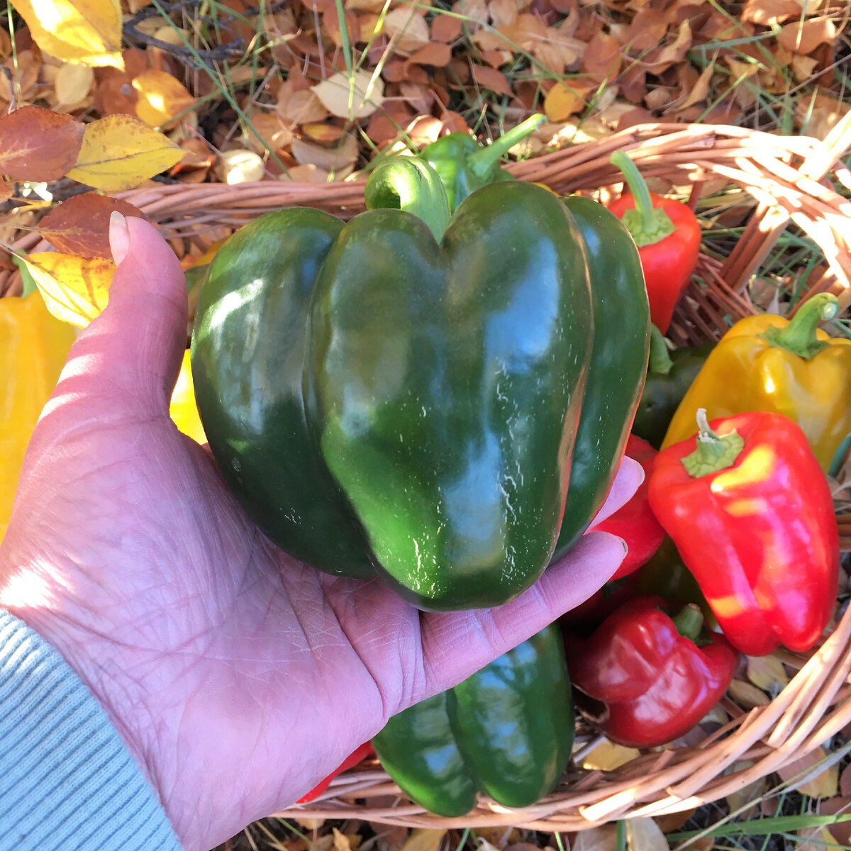Перец Рубиновый кубок