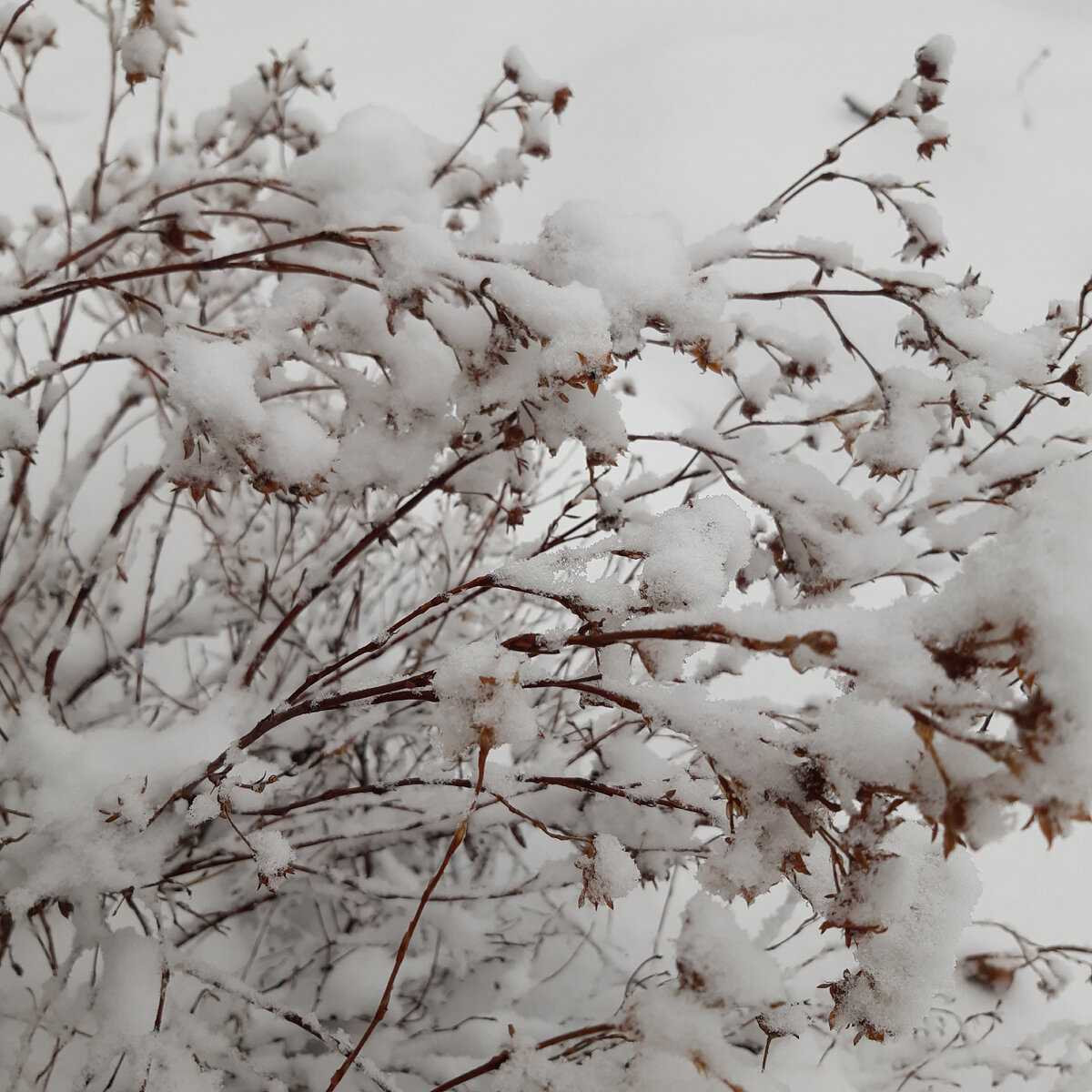 Лапчатка ЗИМОЙ