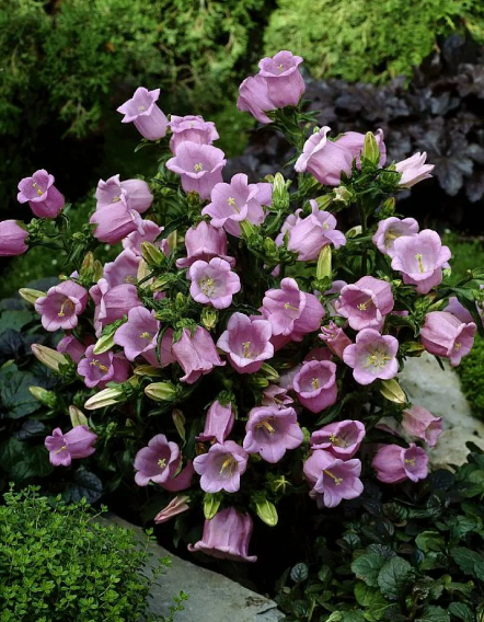 Колокольчик Средний (Campanula Medium): Великолепие в Саду Торты, конфеты, пирог