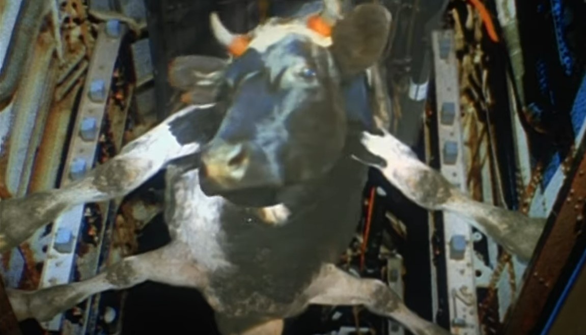 Кадр из фильма "Особенности национальной охоты" (1995 г.). Кто не в курсе - корову хотели скинуть с самолета. Но корова того не хотела.