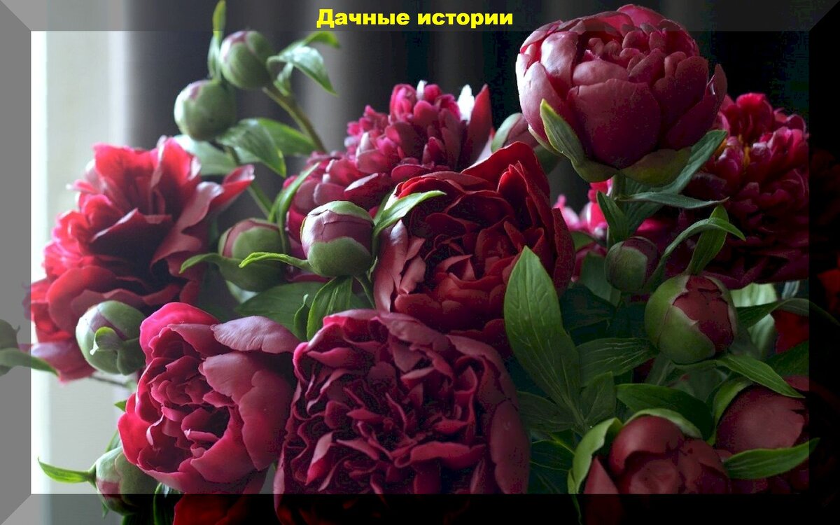 Начало мая: первая подкормка пионов для пышного цветения | Дачные ...