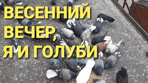 # Pigeons. Голуби - Кинги для мяса или для души ???