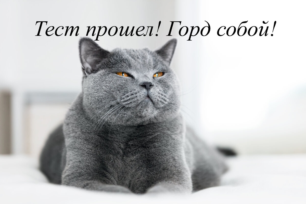 Тест по Present Continuous Tense | English Cats | Дзен