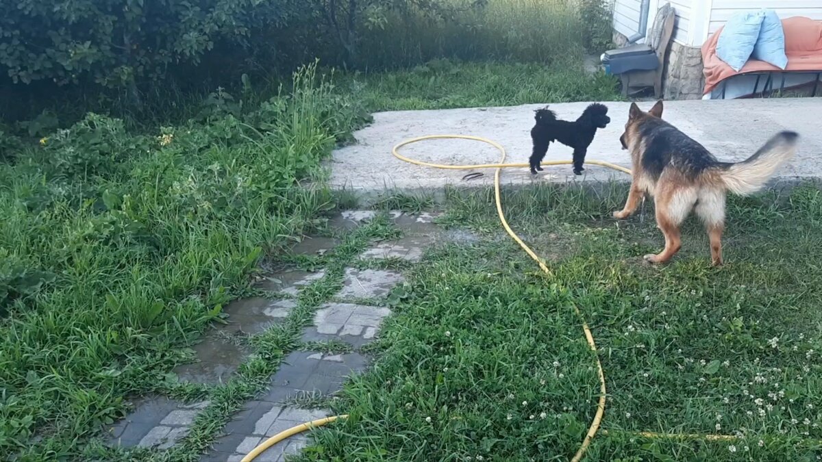 Парадокс: большие собаки всегда с удовольствием играют с маленьким Пуделем