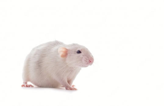                                                           Беременная крыса