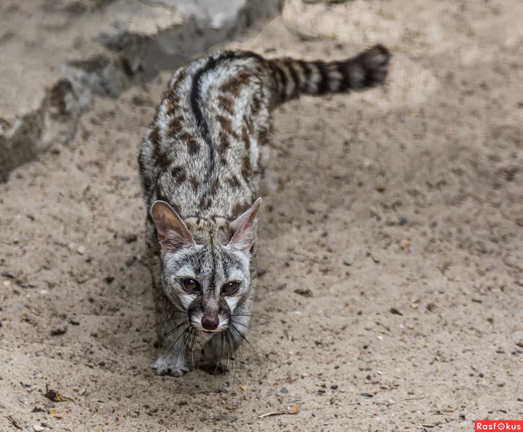 Генета. Взято с Яндекс.Картинки