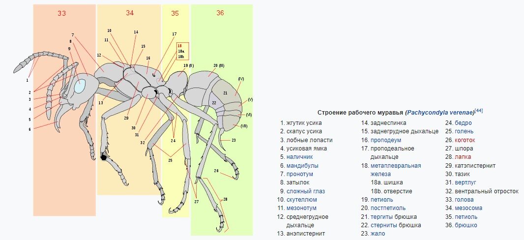 Строение муравья