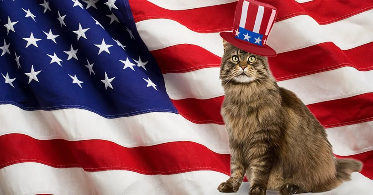 Включи английского кота. Коты в Америке. Американская кошка. Котик американец. Кот с флагом США.