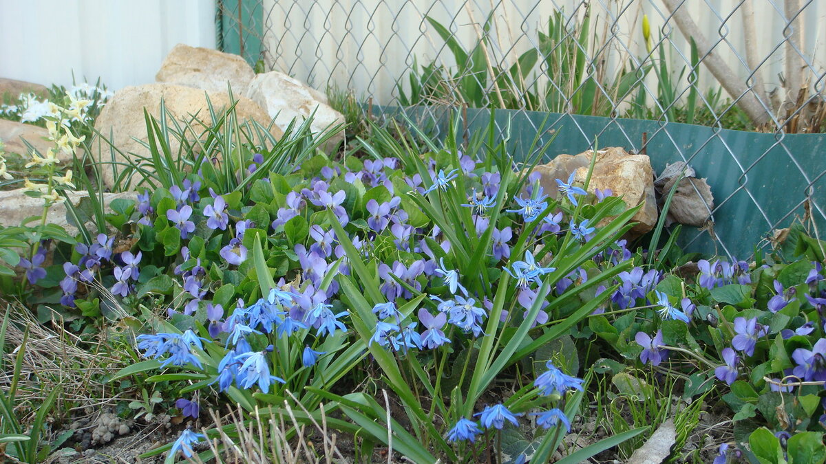 Фото 19.08.2014 года. Еще один элемент горки. Здесь сциллы и фиалки, тоже лесные.