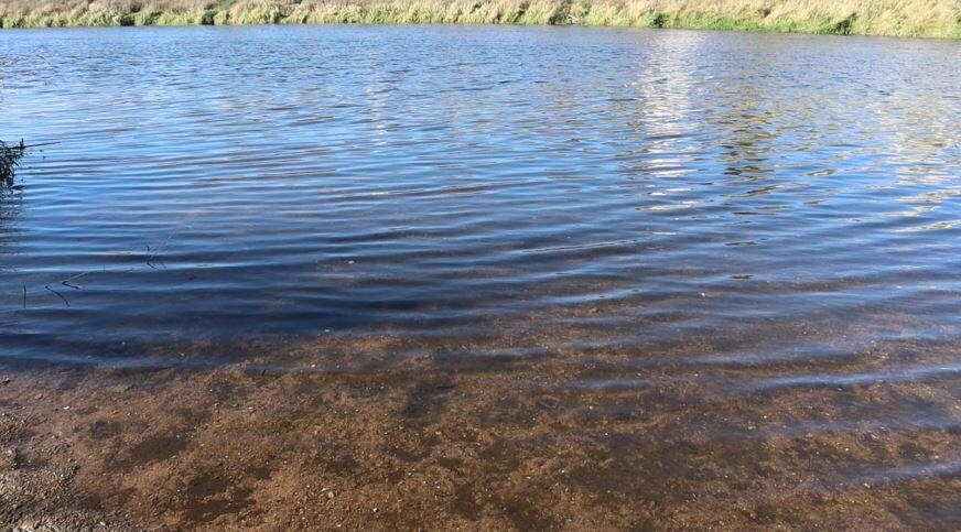 Отмирание водорослей в октябре.