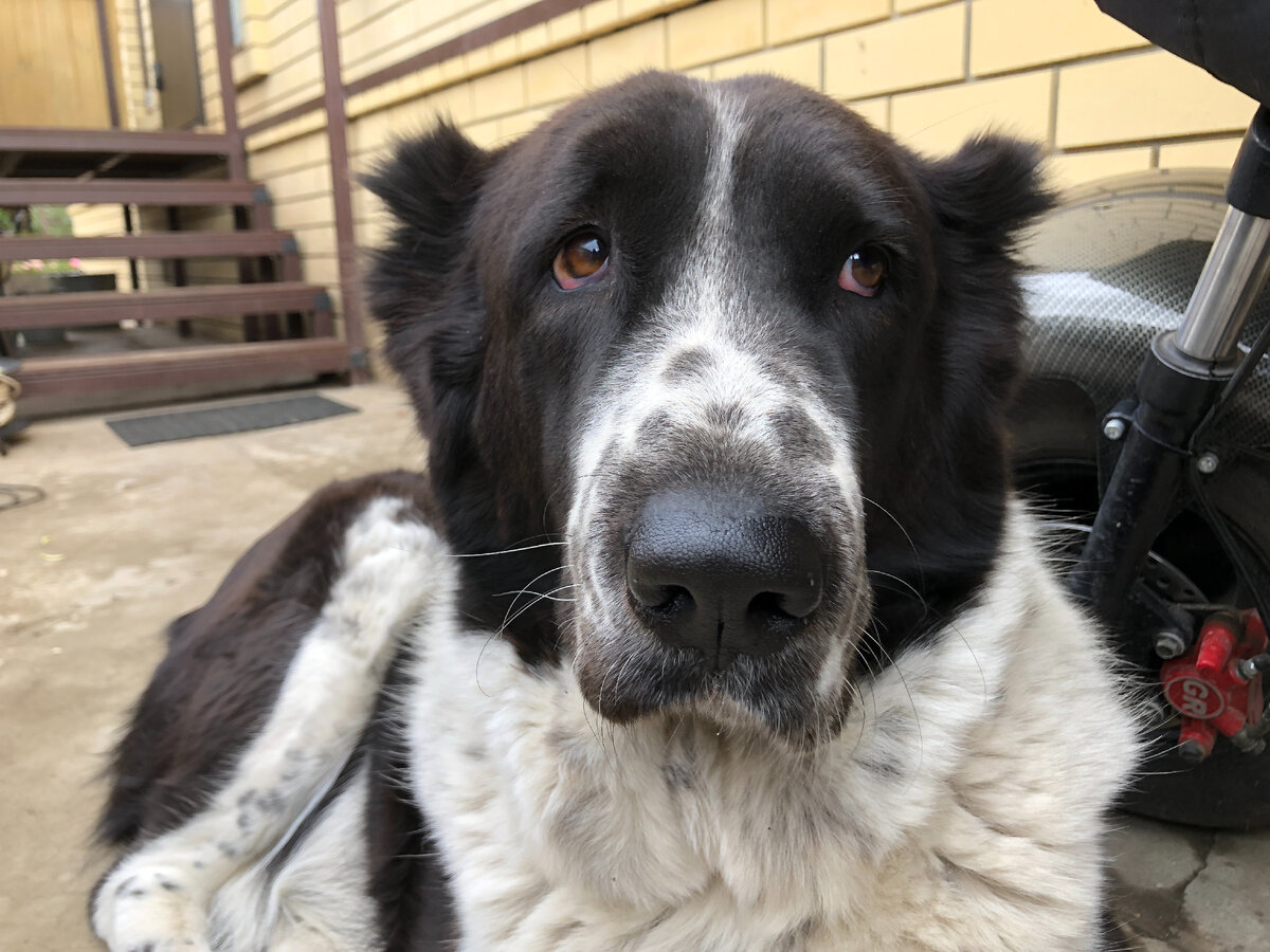 Тот самый "поющий алабай" по кличке Ада.