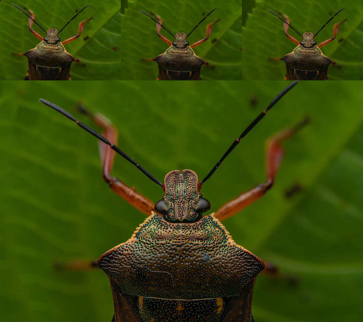 Несколько снимков с разной точкой фокусировки. На 1 фото фокус на носике клопа, 2 верхушка панциря, 3 голова. В итоге получилось, что весь клоп у нас резкий и очень красивый.