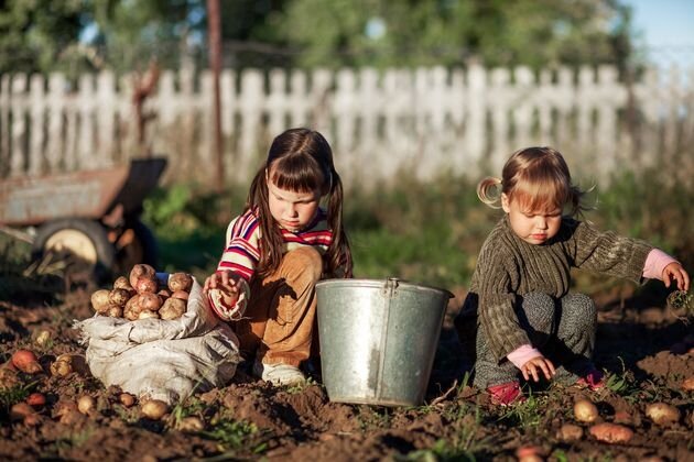 Огород, картофель