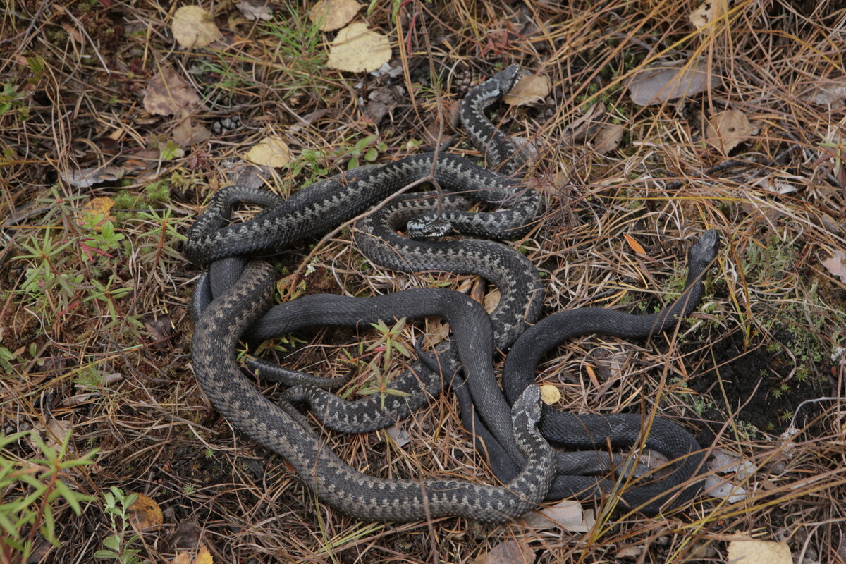 В Москве, единственное место, где работают с ядами и делают из них лекарства – Новосибирский серпентарий. Там занимаются гадюками (гадюки – на фото Максима Бадулина). 