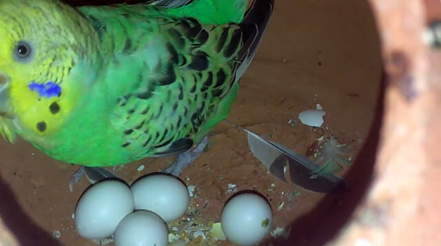 Откладывание и время насиживания яиц у попугаев