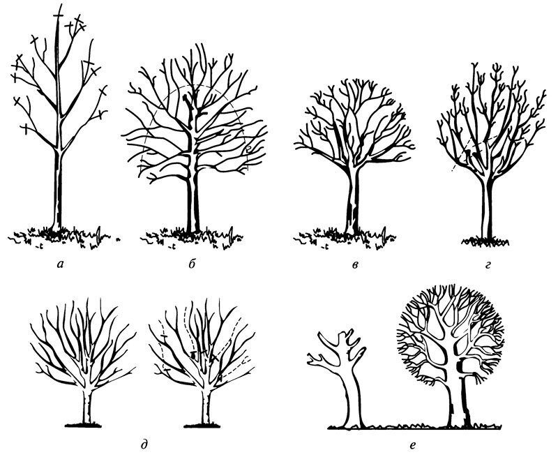 Обрезок дерева как называется. Формировка кроны плодовых деревьев. Формовочная обрезка дерева плодового. Обрезка липы формирование кроны. Крона яблонь формировка.