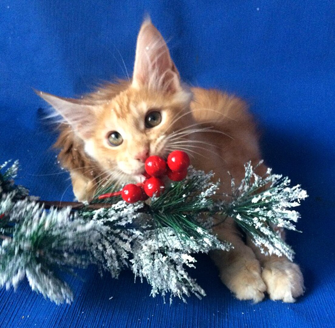 Фото котёнка из питомника Adamand-coon 