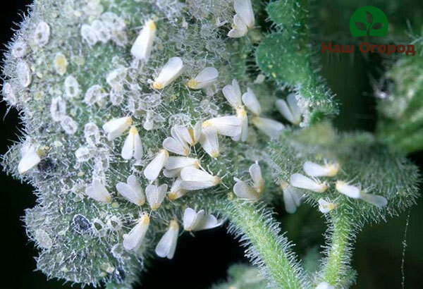 Личинки белокрылки поедают ткани листа растений.