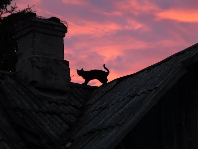 Кот на крыше. Черный кот на крыше. Кошка на крыше ночью.