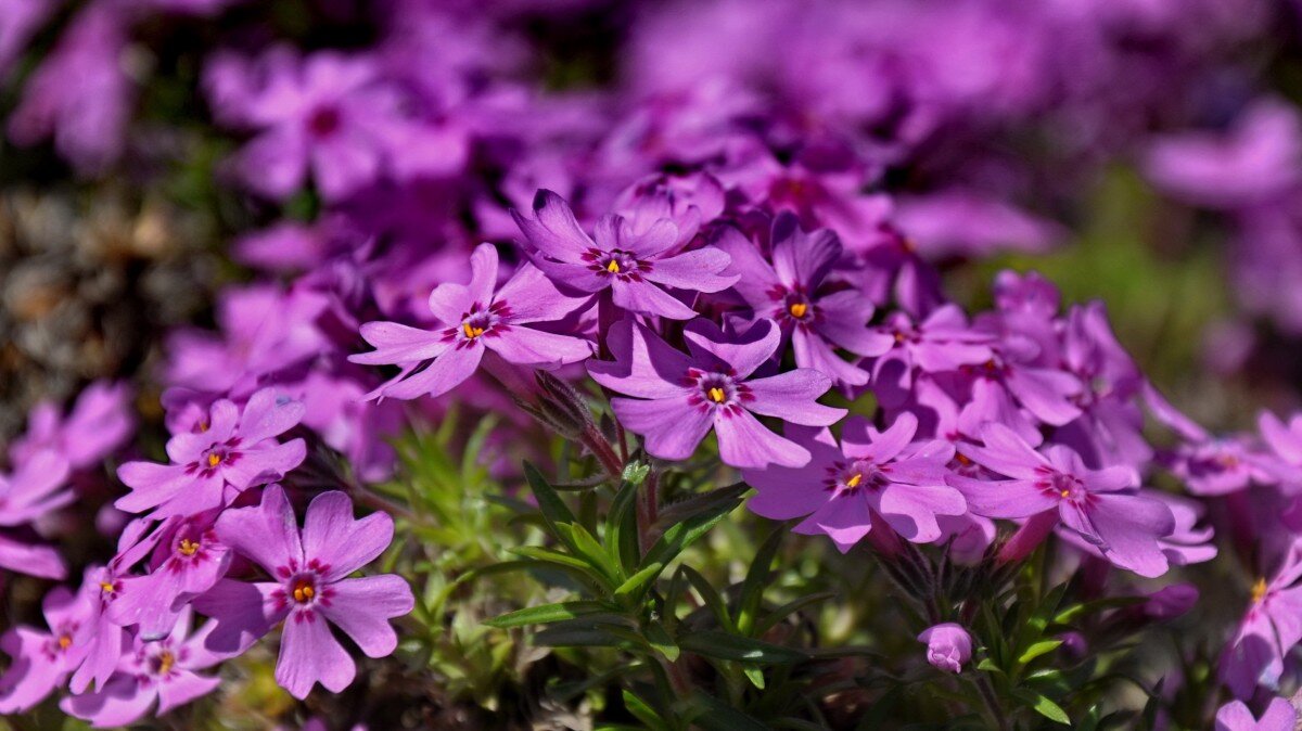 https://c.pxhere.com/photos/92/77/purple_flower_spring_flower_nature_purple_spring_flower-623848.jpg!d