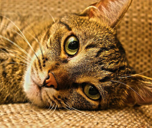 Судороги у кошки - что могут значить и что делать владельцу | Лапа помощи |  Дзен