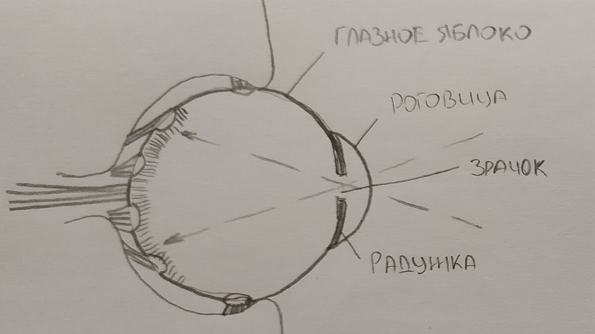 Строение глаза рисунок с подписями