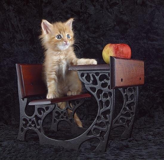 Конечно я уже закончил школу. Но универ так и тянет за собой.